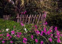 Orr's Springtime