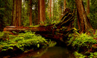Fallen Giant