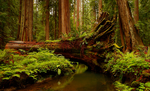 Fallen Giant