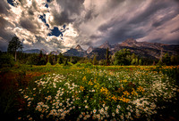 Teton Bouquet
