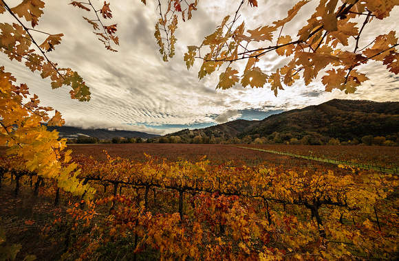 Vineyard View