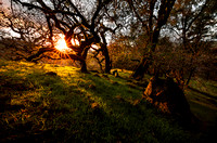 Rays of Light