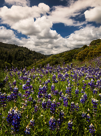Lupine Spring
