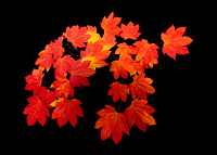 Shades of Autumn