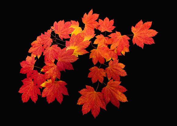 Shades of Autumn